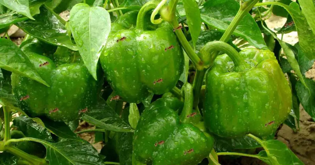 Why Are There Ants On My Pepper Plants? (Explained)