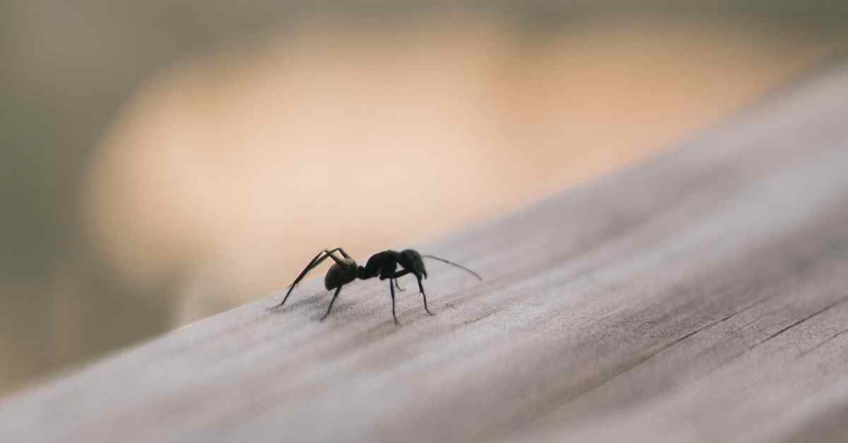 Why Do Ants Appear After Cleaning?