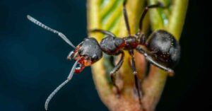 Why Do Ants Clean Their Antennae?