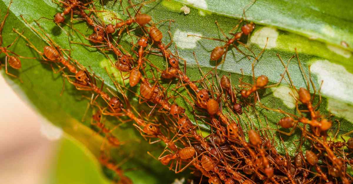 Why Do Ants Huddle Together?