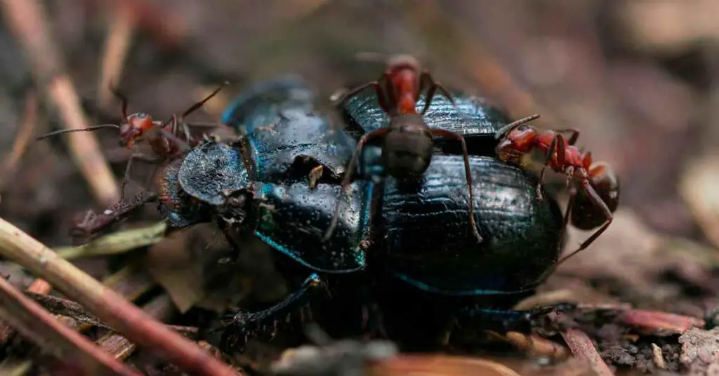 Can Ants Eat Beetles? (Explained)