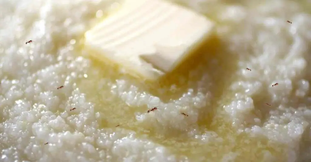 Can You Use Grits To Get Rid Of Ants? (Explained)