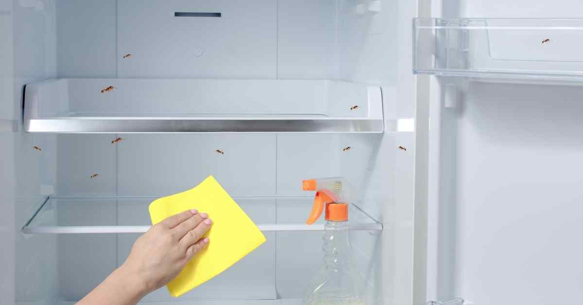 How To Get Rid Of Ants From Fridge?