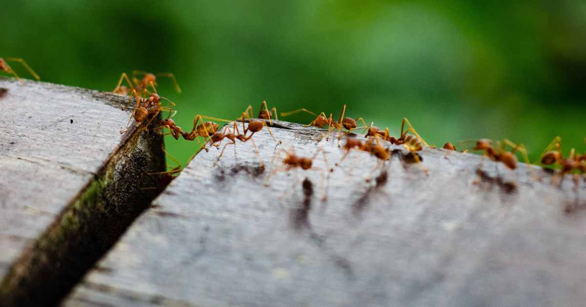 Ants have a specialized communication processing center not found in other insects