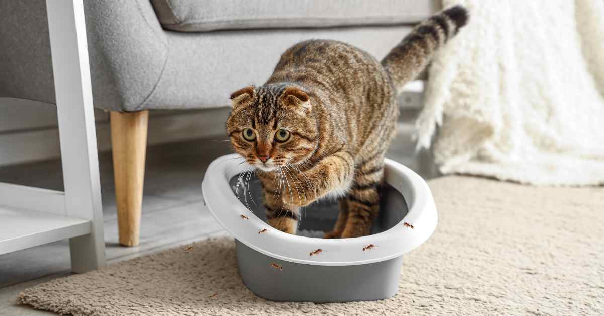 Are Ants Attracted To Cat Litter?