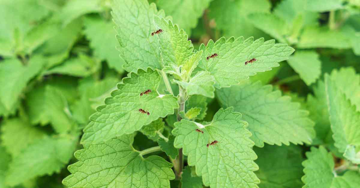 Are Ants Attracted To Catnip?