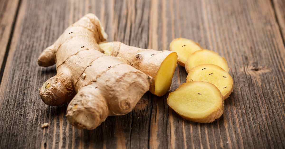 Are Ants Attracted To Ginger?