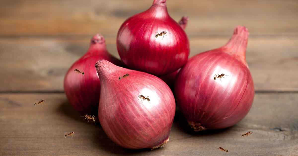 Are Ants Attracted To Onions?