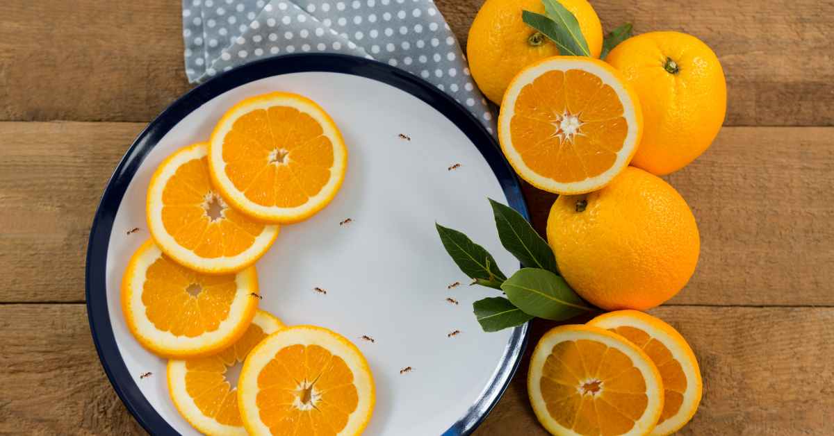 Are Ants Attracted To Oranges?