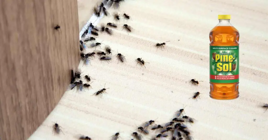 can-pine-sol-kill-ants