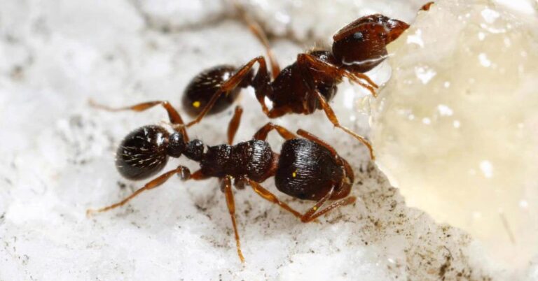 How Do You Identify a Pyramid Ant? - Ants Authority