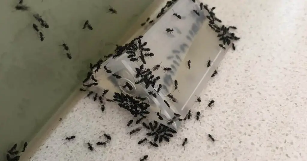 How Long Do Ant Traps Take To Work? Ants Authority