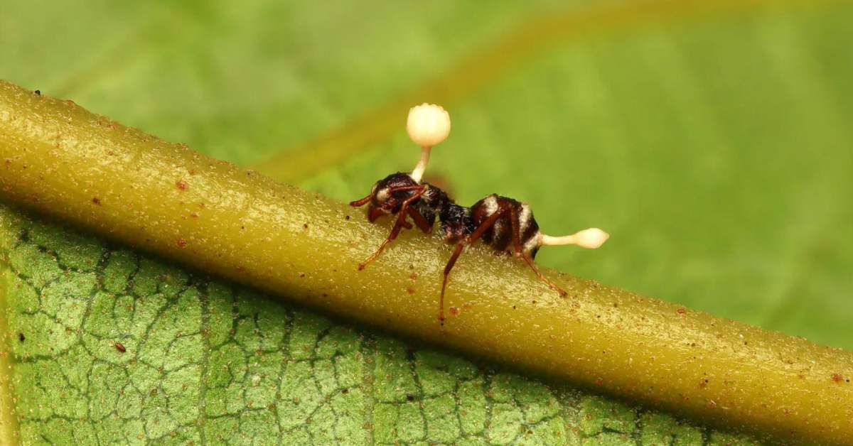 How This Parasitic Fungus is Turning Ants into Zombies?