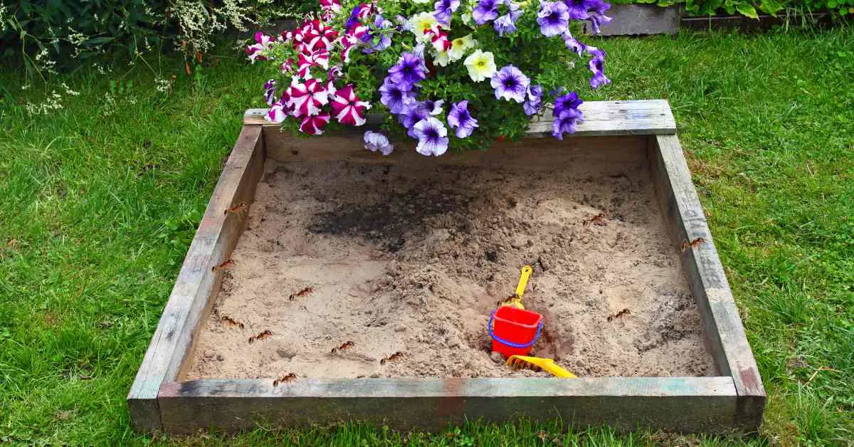 How To Get Rid Of Ants In The Sandbox?