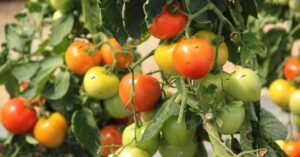 How To Get Rid Of Ants In Tomato Plants?