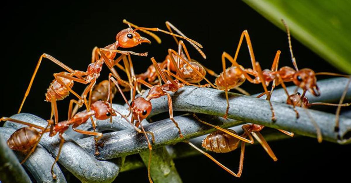 Invasive Fire Ants Reduce Butterfly Abundance in Texas