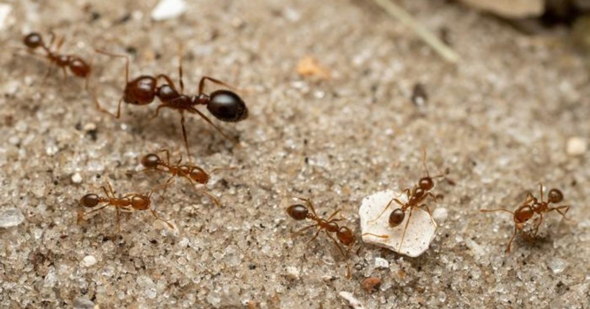 Invasive Red Fire Ants Found in Europe For The First Time