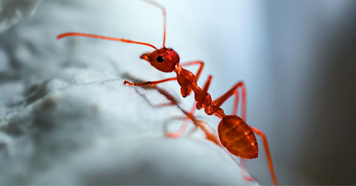 Red Imported Fire Ant Nests Found in NSW For First Time