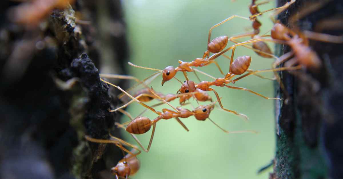 Studying Collective Decision Making in Ants