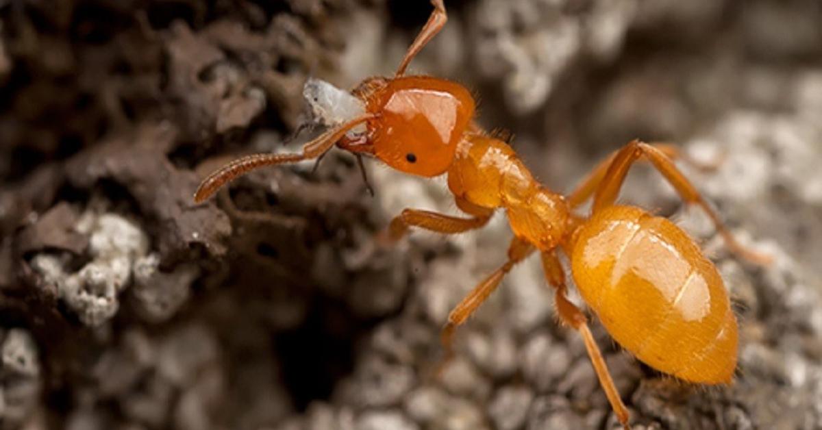 What Do Citronella Ants Look Like?