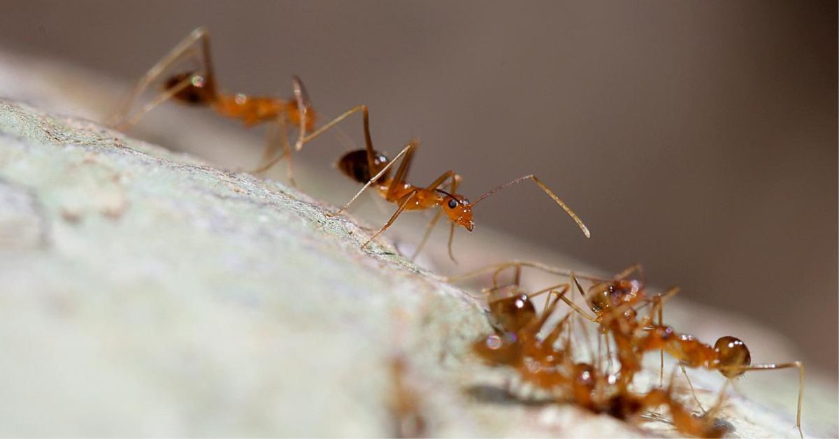 Yellow Crazy Ants are Destroying Properties in Townsville