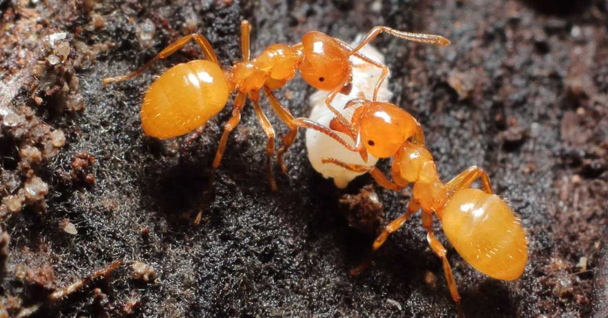Are Yellow Meadow Ants Dangerous?