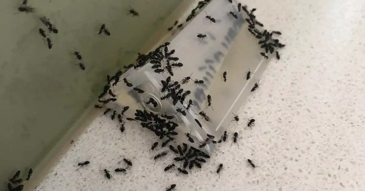 Do Ant Traps Work on Tiny Ants?