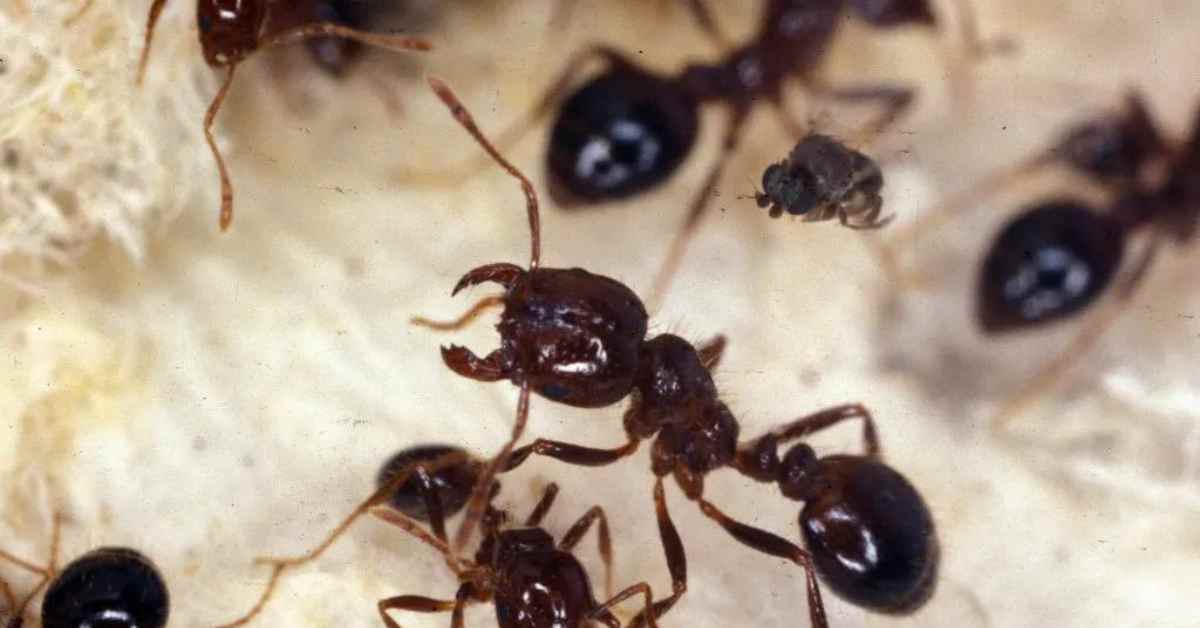 Do Phorid Flies Kill Fire Ants?