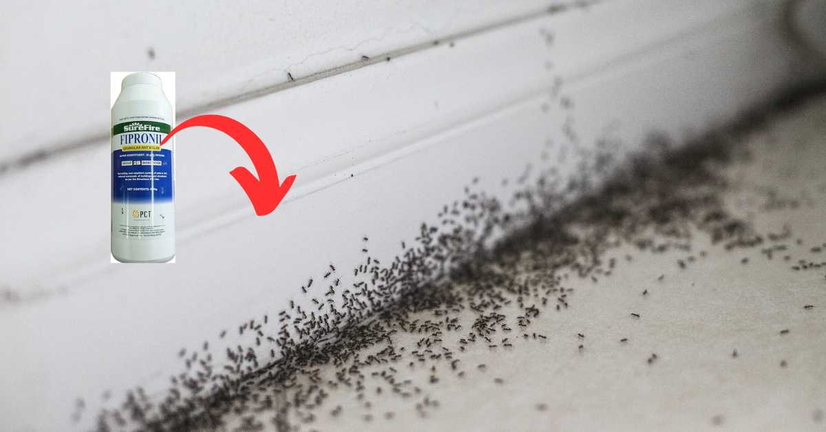 Does Fipronil Kill Ants?