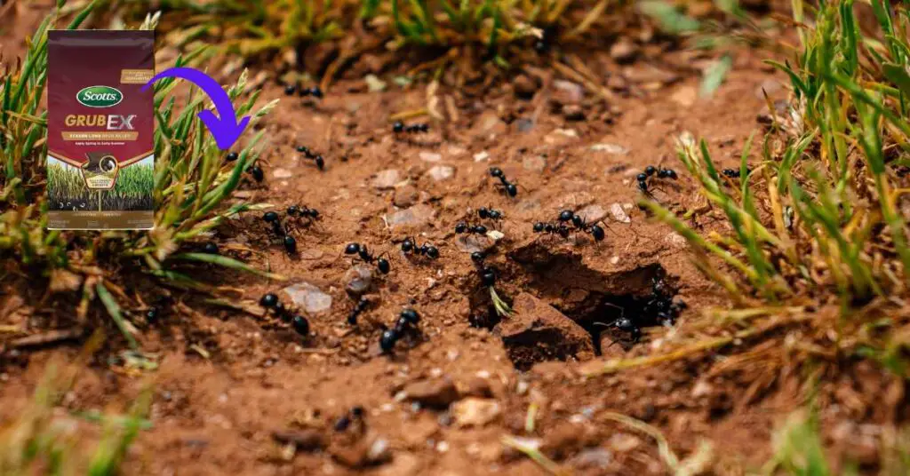 Does GrubEx Kill Ants? Ants Authority