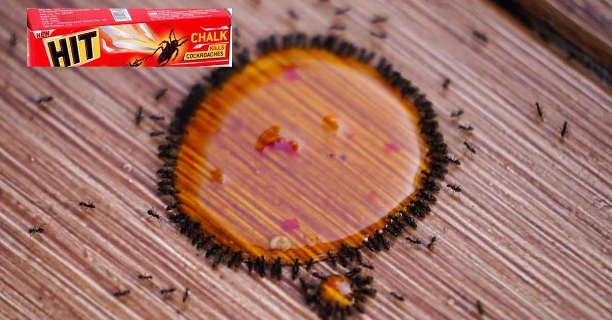 Does HIT Chalk Kill Ants?
