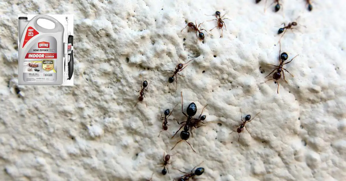 Does Ortho Home Defense Kill Ants?