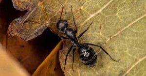 Social Isolation Shortens The Lifespan Of Ants
