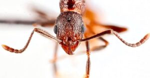 Super Rare Ants Found in North Carolina Trees