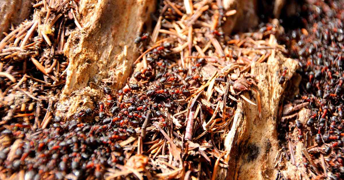 What is a Polydomous Ant Colony?