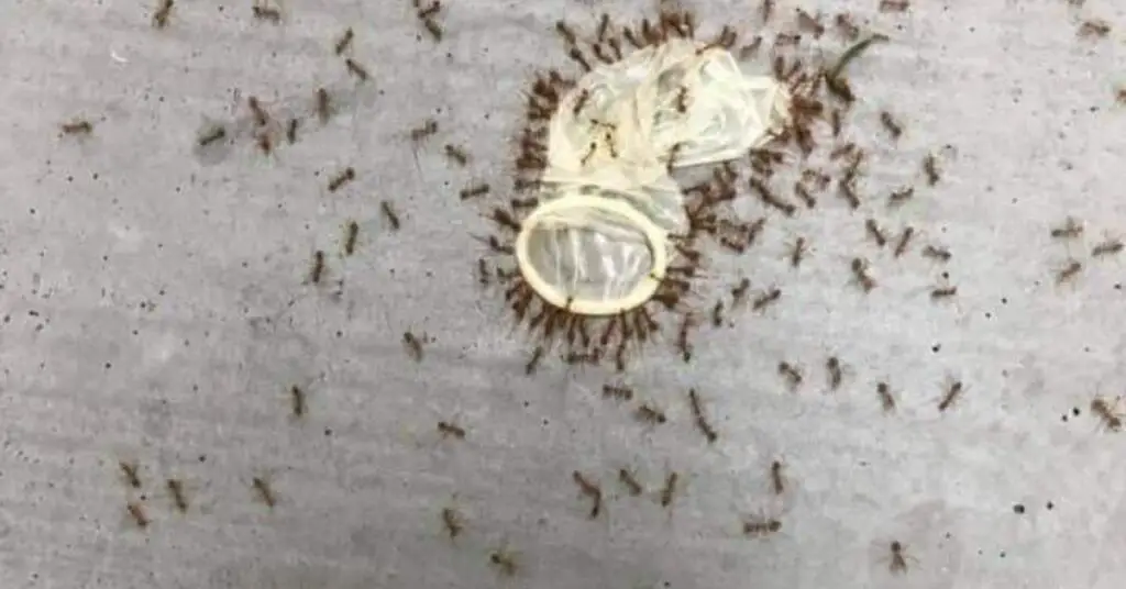 Are Ants Attracted To Sperm? Ants Authority