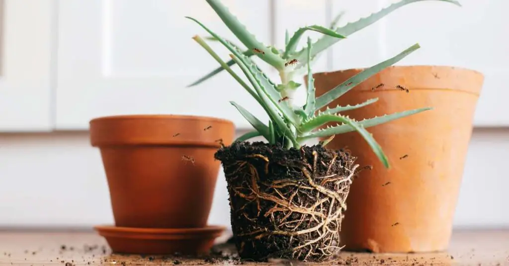 Are Ants Attracted To Aloe Vera Plants? Ants Authority