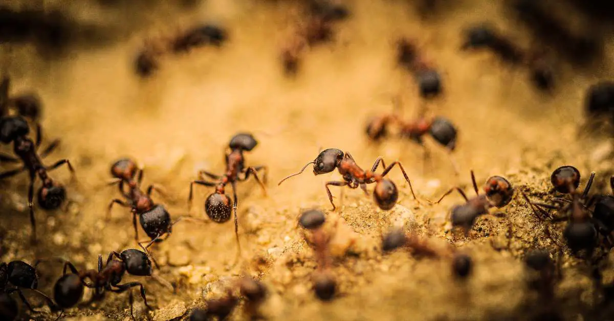 Do Cone Ants Come Out At Night?