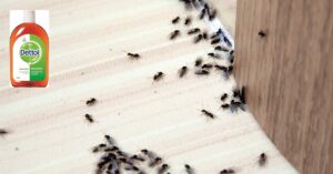 Does Dettol Repel Ants?