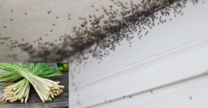 Does Lemongrass Repel Ants?