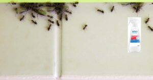 Does Zevo Multi-Insect Killer Repel Ants?